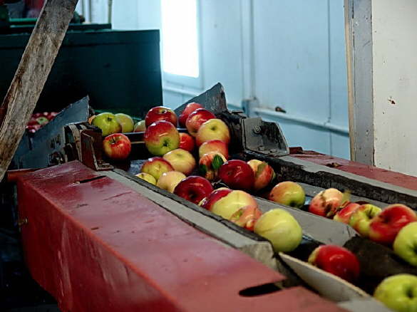 making Apple Cider at The Apple Farm in Fairfield, Maine