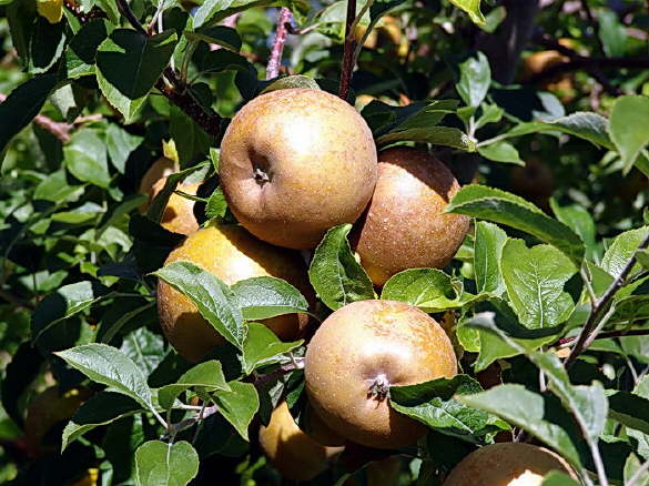 Yellow Gold Apples