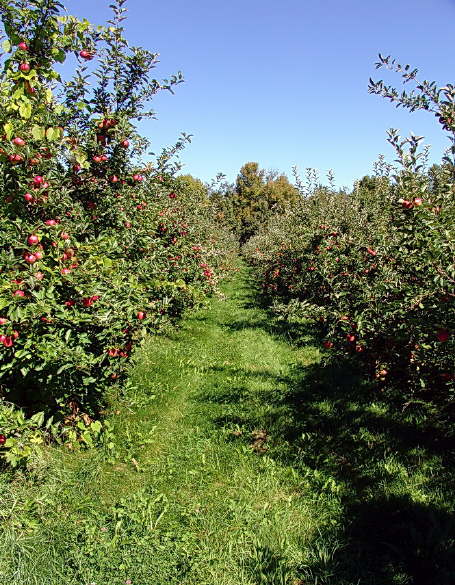 The Apple Farm Orchard
