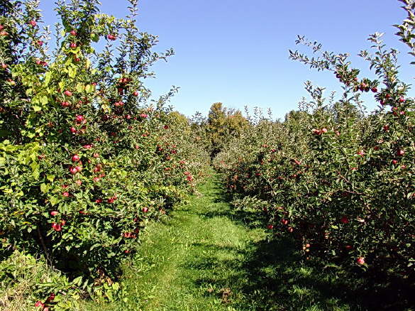 Apple Picking in Maine