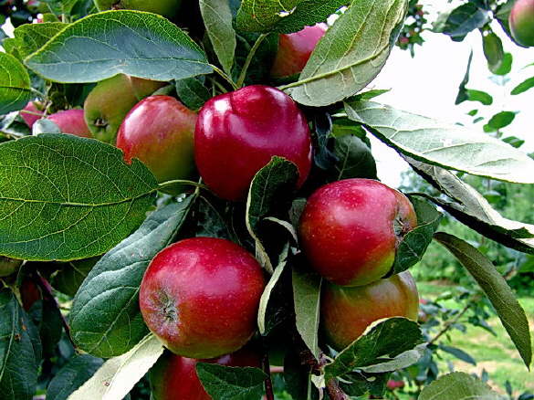Rosy Red Apples