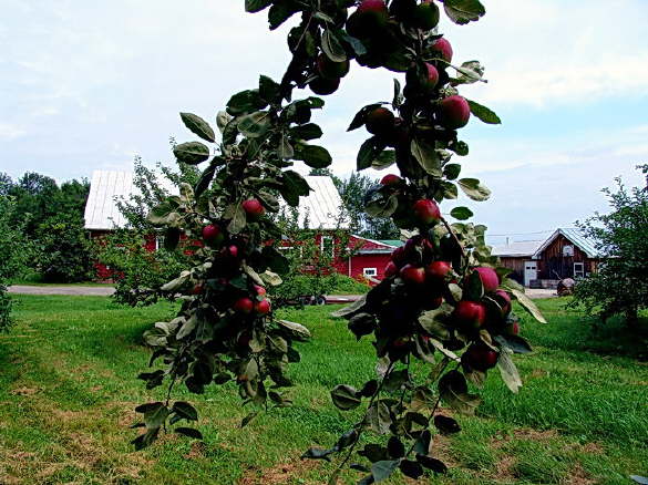 View of the Apple Farm