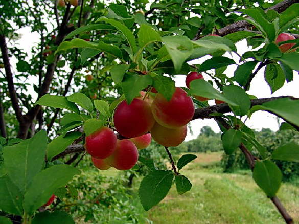 Apples in the Orchard