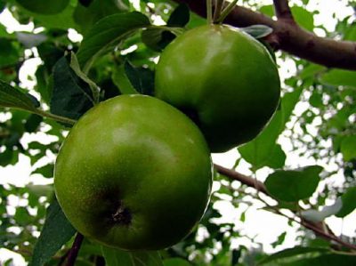 Northern Spy Apple Tree - Stark Bro's