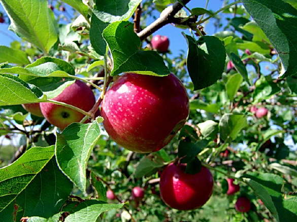 Cortland Apple Tree - Stark Bro's