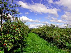Apple Orchard in Maine
