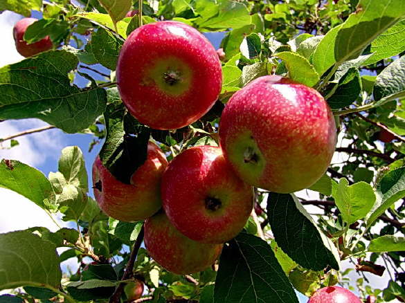 Harvesting the Apple Crop